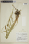 Carex rostrata image