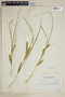 Carex rostrata image