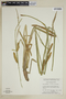 Carex rostrata image