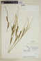 Carex rostrata image