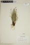 Carex rupestris image