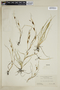Carex salinaeformis image