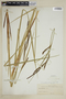 Carex schottii image