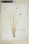 Carex scirpoidea image