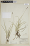 Carex scirpoidea image