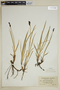 Carex scopulorum image