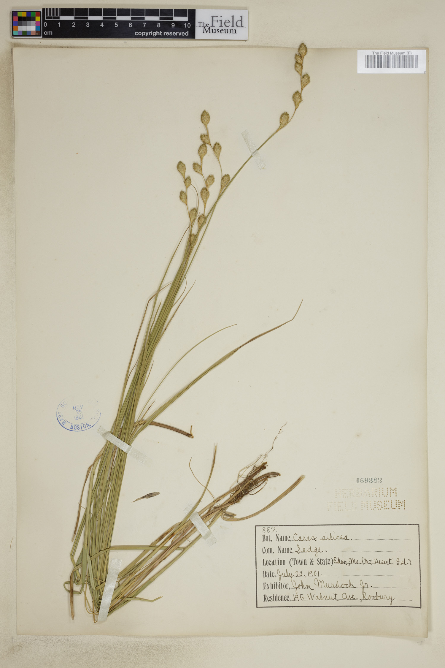 Carex silicea image