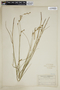 Carex silicea image