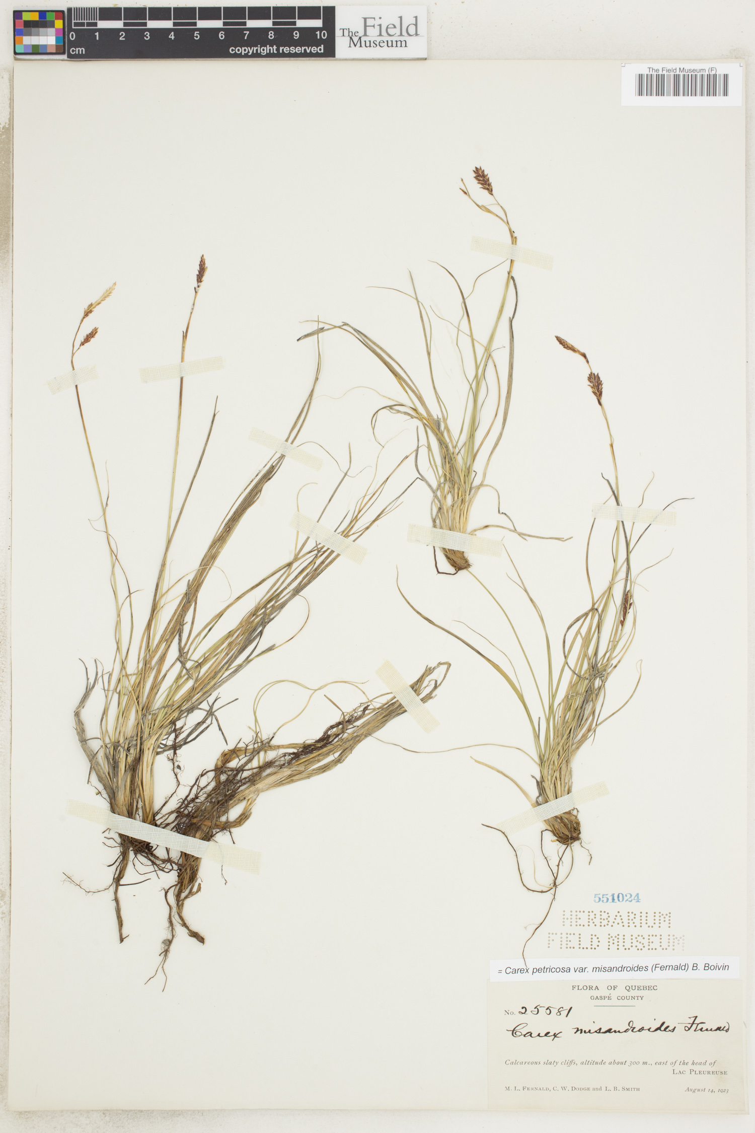 Carex petricosa var. misandroides image