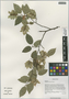 Carpinus turczaninowii Hance, China, D. E. Boufford 38824, F