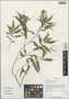 Cardamine macrophylla Willd., China, D. E. Boufford 39862, F