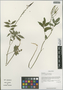 Cardamine macrophylla Willd., China, D. E. Boufford 40111, F