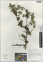 Lonicera rupicola var. syringantha (Maxim.) Zabel, China, D. E. Boufford 40007, F