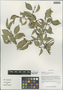 Euonymus sanguineus Loes., China, D. E. Boufford 36960, F