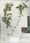 Euonymus verrucosoides Loes., China, D. E. Boufford 38246, F