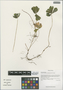 Kingdonia uniflora Balf. f. & W. W. Sm., China, D. E. Boufford 40128, F