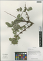 Coriaria nepalensis Wall., China, D. E. Boufford 38267, F