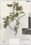 Cornus hemsleyi C. K. Schneid. & Wangerin, China, D. E. Boufford 35354, F