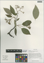 Cornus hemsleyi C. K. Schneid. & Wangerin, China, D. E. Boufford 35001, F