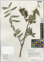Astragalus tongolensis Ulbr., China, D. E. Boufford 34022, F