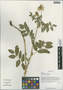 Astragalus tongolensis Ulbr., China, D. E. Boufford 33191, F