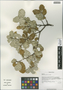 Quercus guyavifolia H. Lév., China, D. E. Boufford 38241, F