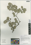 Quercus guyavifolia H. Lév., China, D. E. Boufford 39880, F