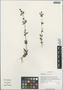 Halenia elliptica var. elliptica, China, D. E. Boufford 31315, F