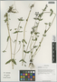Halenia elliptica var. elliptica, China, D. E. Boufford 38341, F