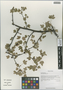 Ribes humile Jancz., China, D. E. Boufford 39517, F