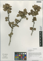 Ribes orientale Desf., China, D. E. Boufford 29769, F