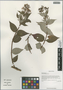 Deutzia compacta Craib, China, D. E. Boufford 30102, F