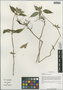 Galeopsis bifida Boenn., China, D. E. Boufford 38563, F