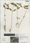 Galeopsis bifida Boenn., China, D. E. Boufford 38193, F