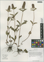 Prunella vulgaris L. subsp. vulgaris, China, D. E. Boufford 37999, F