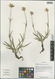 Acanthocalyx alba (Hand.-Mazz.) M. J. Cannon, China, D. E. Boufford 38085, F