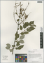Syringa yunnanensis Franch., China, D. E. Boufford 37311, F