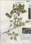Syringa yunnanensis Franch., China, D. E. Boufford 36950, F
