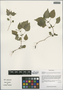 Circaea alpina subsp. imaicola (Asch. & Magn.) Kitam., China, D. E. Boufford 38558, F