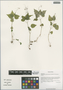 Circaea alpina subsp. micrantha (A. K. Skvortsov) Boufford, China, D. E. Boufford 40124, F