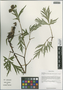 Paeonia anomala subsp. veitchii (Lynch) D. Y. Hong & K. Y. Pan, China, D. E. Boufford 38991, F
