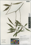 Pittosporum heterophyllum Franch., China, D. E. Boufford 38204, F
