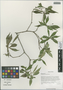 Pittosporum truncatum E. Pritz., China, D. E. Boufford 38813, F
