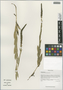 Scrofella chinensis Maxim., China, D. E. Boufford 40430, F