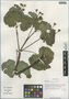 Caltha palustris var. barthei Hance, China, D. E. Boufford 36111, F