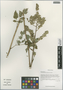 Cimicifuga foetida L. var. foetida, China, D. E. Boufford 37133, F