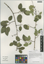 Berchemia yunnanensis Franch., China, D. E. Boufford 39936, F