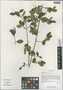 Sageretia paucicostata Maxim., China, D. E. Boufford 39907, F