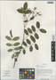Rosa graciliflora Rehder & E. H. Wilson, China, D. E. Boufford 35023, F