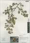 Rosa omeiensis Rolfe, China, D. E. Boufford 36954, F